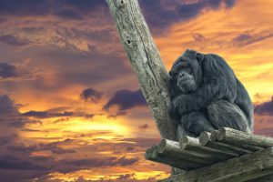 Ape chimpanzee monkey while dreaming on gold sunset background