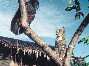 A tropical bird and a tabby cat, Herowana, Papua New Guinea, 1993
